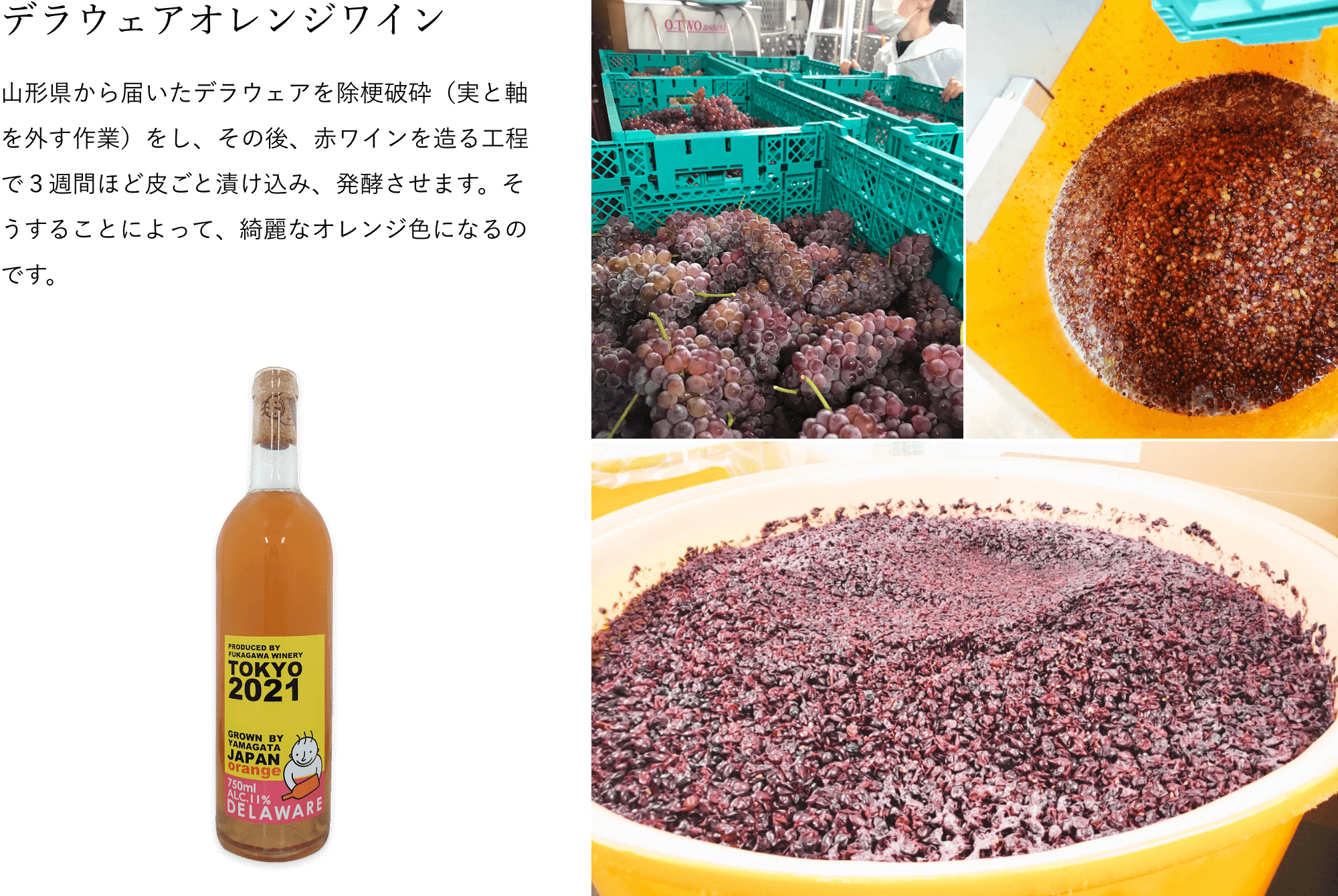 デラウェアオレンジワイン　山形県から届いたデラウェアを除梗破砕（実と軸を外す作業）をし、その後、赤ワインを造る工程で３週間ほど皮ごと漬け込み、発酵させます。そうすることによって、綺麗なオレンジ色になるのです。