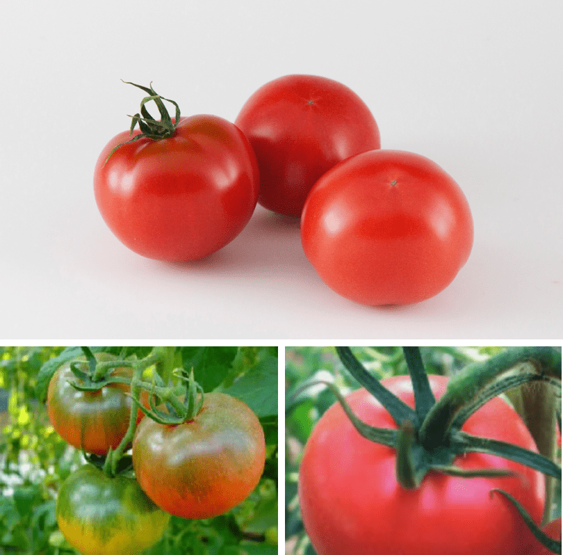 フルーツトマトの発祥は高知県
