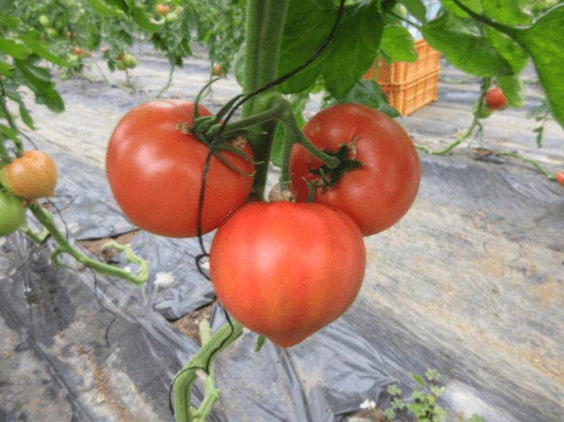 甘みと酸味のバランスのよい大玉トマト