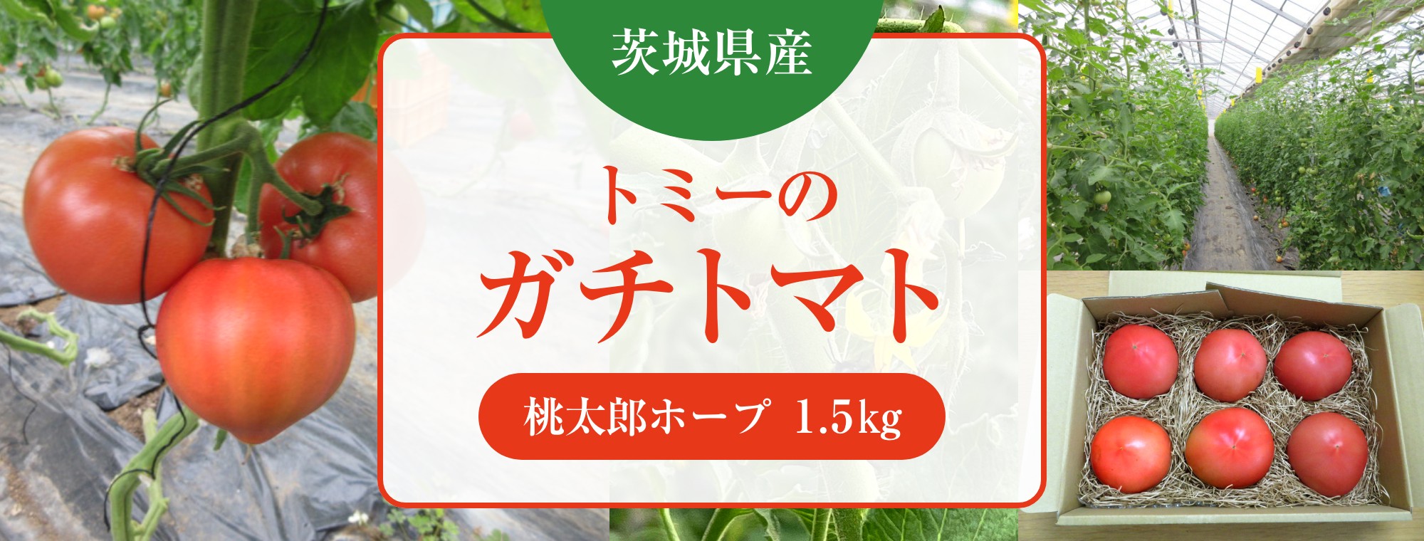 茨城県産 トミーのガチトマト（桃太郎ホープ1.5kg）