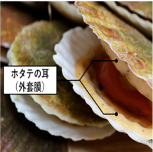 ホタテの耳(外套膜)