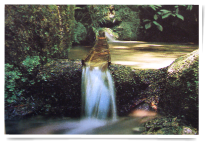 名水百選にも選ばれ、お茶に適した水として知られる「猿庫の泉」。
