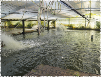 矢作川から養鰻水道で水を引き込み、より自然に近い生育環境の養鰻池で育てています。
