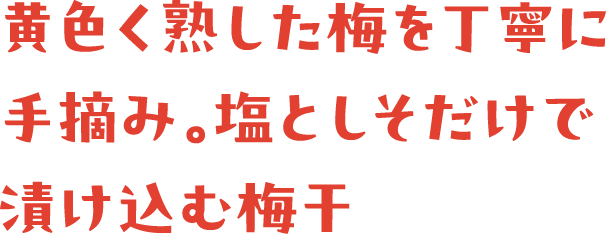 黄色く熟した梅を丁寧に手摘み。塩としそだけで漬け込む梅干