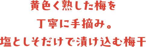 黄色く熟した梅を丁寧に手摘み。塩としそだけで漬け込む梅干