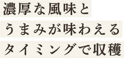 濃厚な風味とうまみが味わえるタイミングで収穫