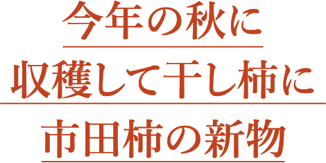 今年の秋に収穫して干し柿に　市田柿の新物