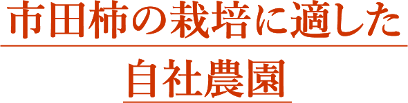 市田柿の栽培に適した自社農園