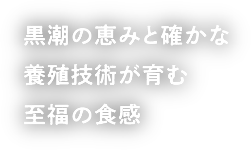 黒潮の恵みと確かな養殖技術が育む至福の食感