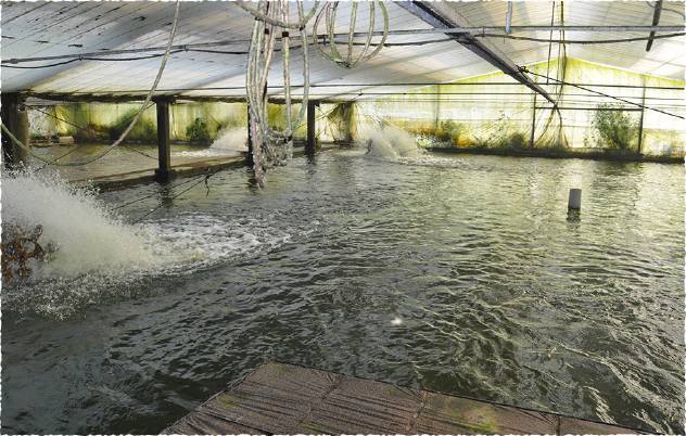 矢作川から養鰻水道で水を引き込み､より自然に近い生育環境の養鰻池で育てています｡