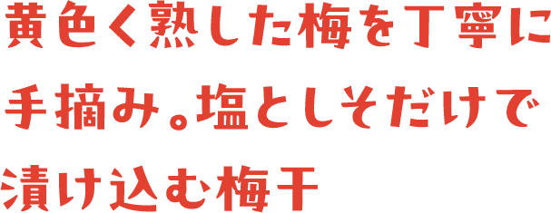 黄色く熟した梅を丁寧に手摘み。塩としそだけで漬け込む梅干