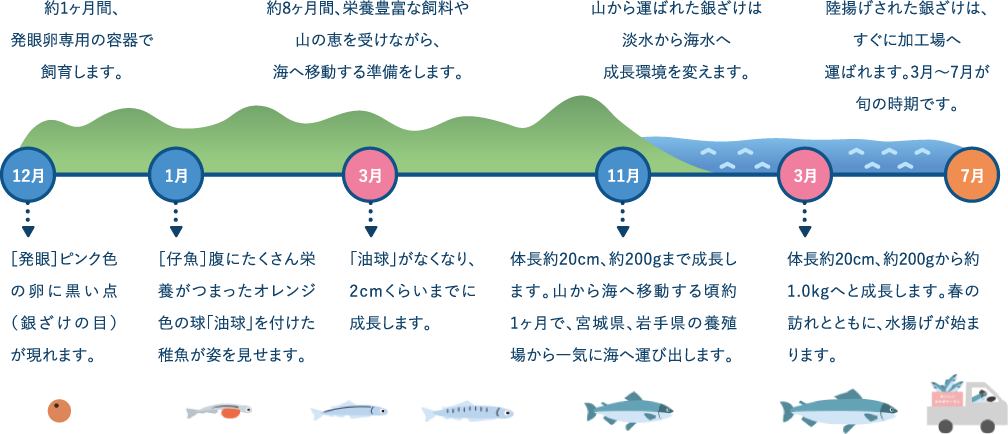 約1ヶ月間、発眼卵専用の容器で飼育します。