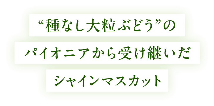 “種なし大粒ぶどう”のパイオニアから受け継いだシャインマスカット