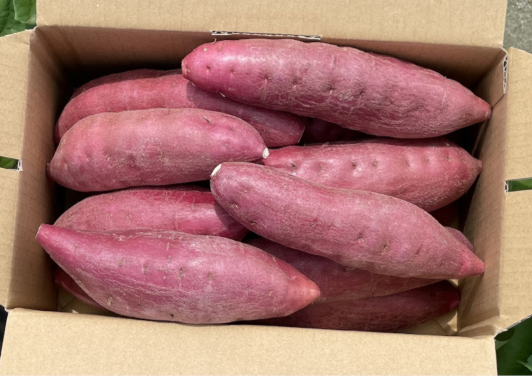 「［予約］２か月熟成徳島県産なると金時紅吉　２ｋｇ」の包材画像